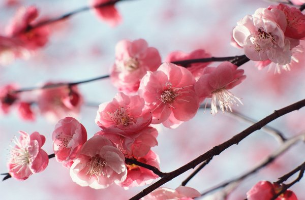 春暖花开图片