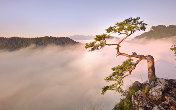 黄山松图片