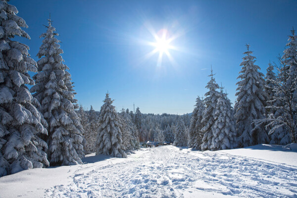 冬日阳光雪松图片