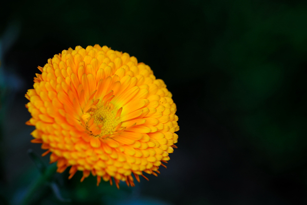 位图植物摄影写实花卉花朵数码照片免费素材