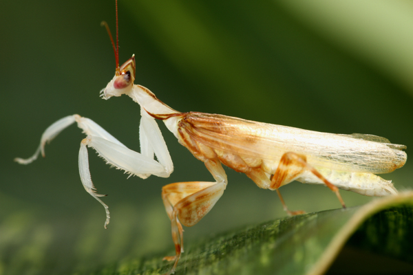 热带褐色螳螂螳螂图片