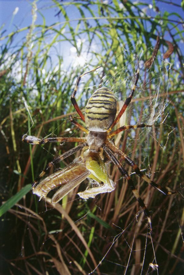 蜘蛛捕食图片