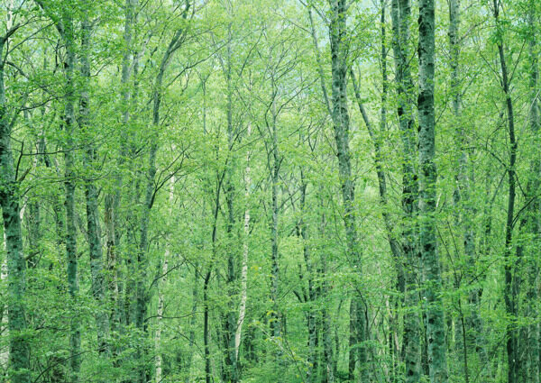 树林图片森林树木图片026