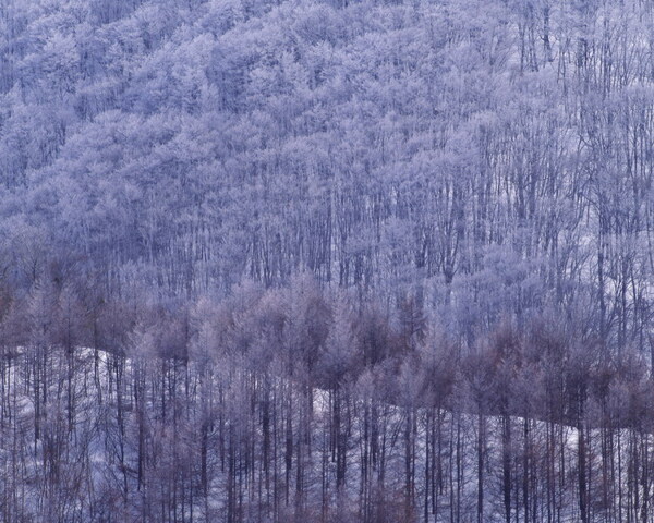 白雪天堂