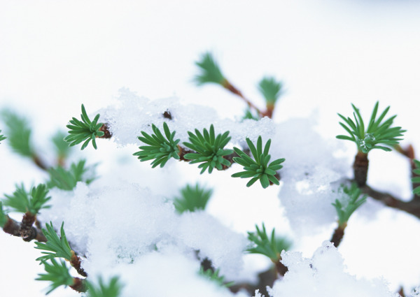 冬季树枝上的积雪图片