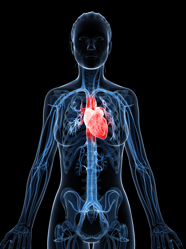 女性心脏器官图片
