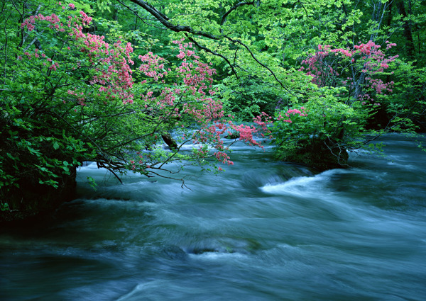 树植物水风景