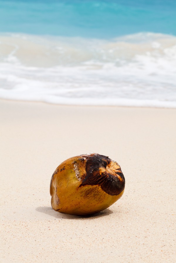 热带海滩椰子