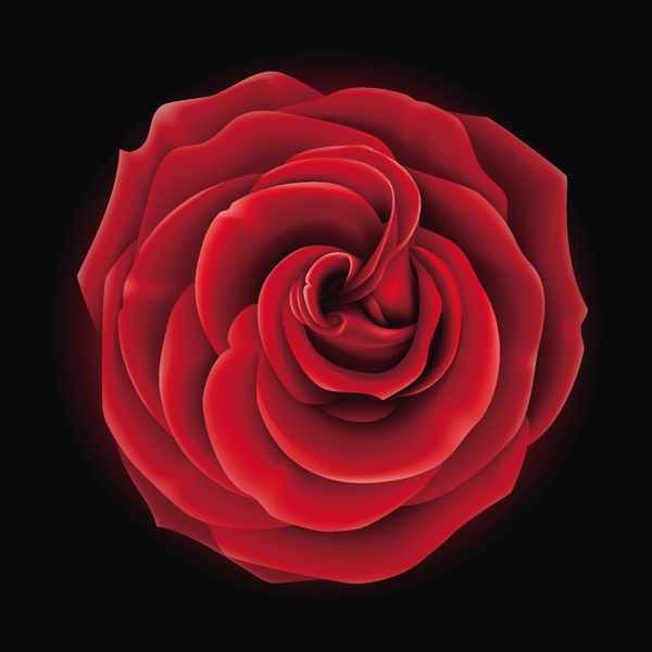 现实的红玫瑰的矢量图形