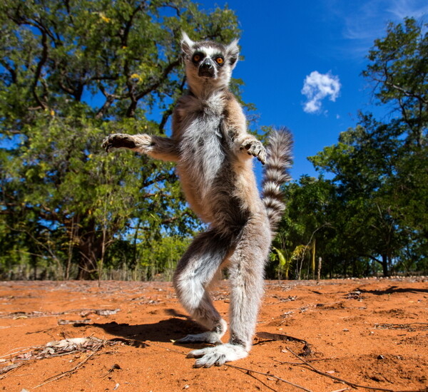 跳舞的狐猴图片