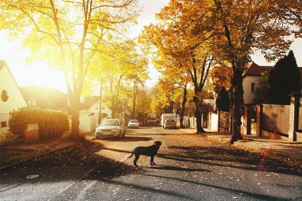 秋天黄昏的街道落叶