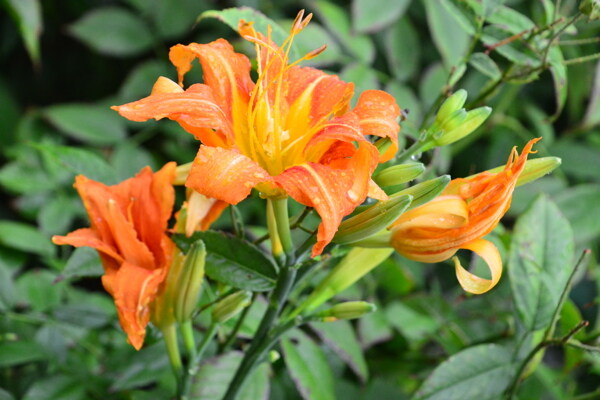 雨露萱草花