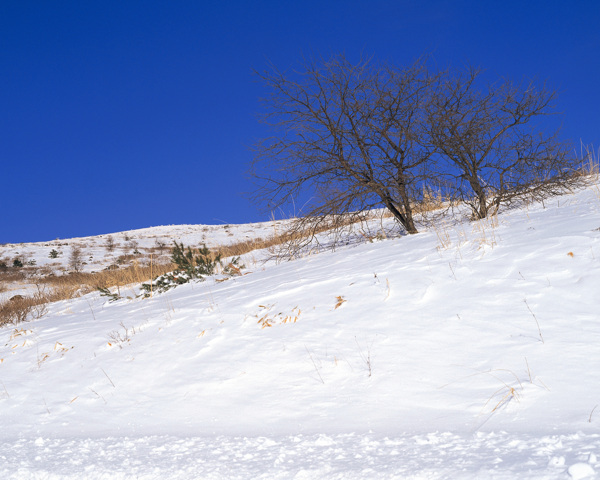 雪地景色