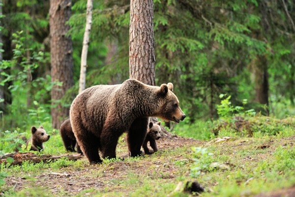 树林散步的熊妈妈与熊宝宝图片