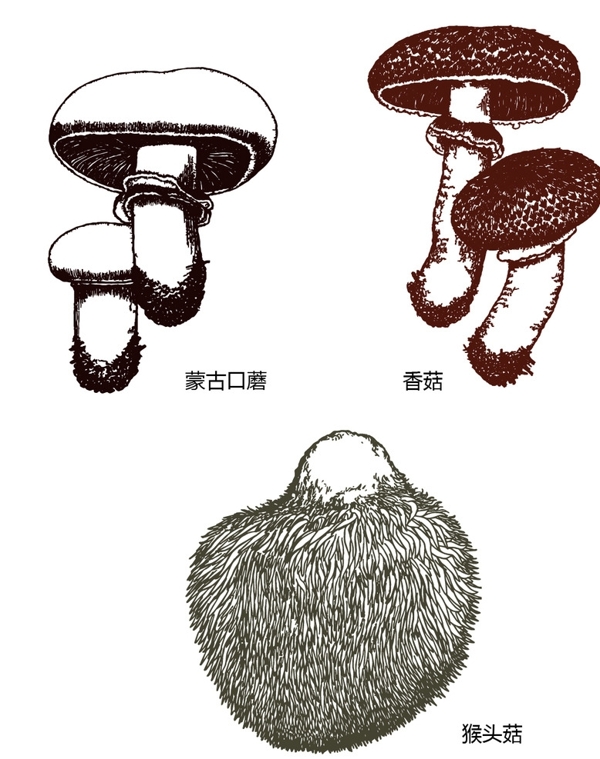 口蘑香菇猴头菇图片