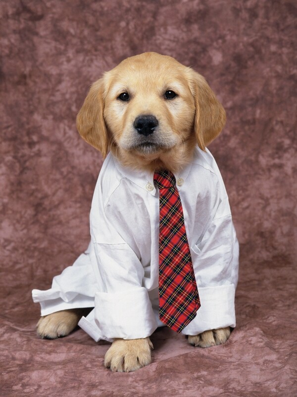穿衣服打领带的小狗图片