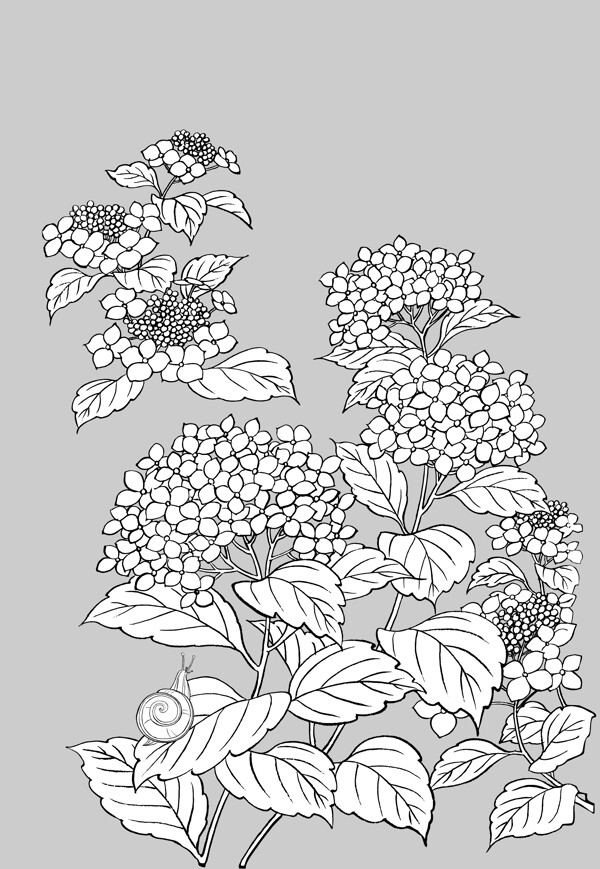 紫阳花与蜗牛线描植物花卉矢量素材