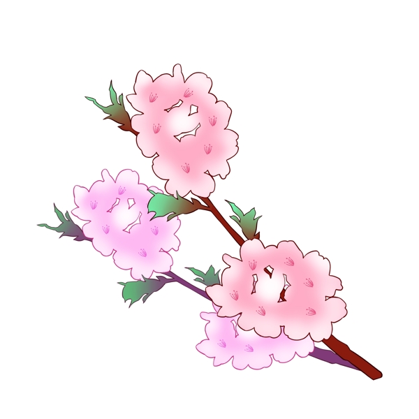 白粉色盛开的樱花插图