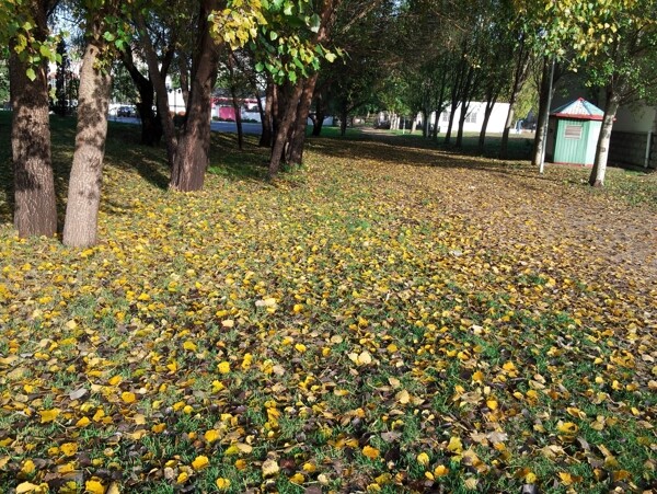 初秋的落叶图片
