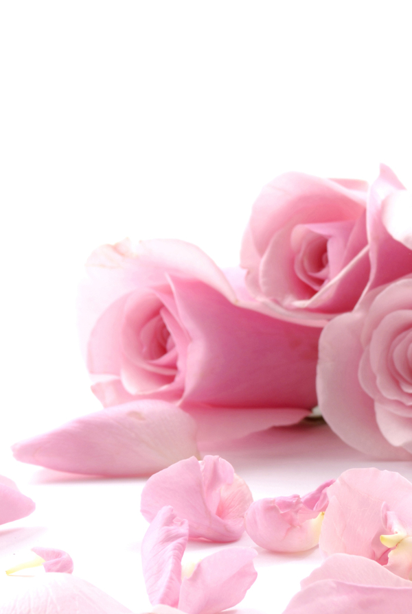 粉红逼真美艳玫瑰装饰画