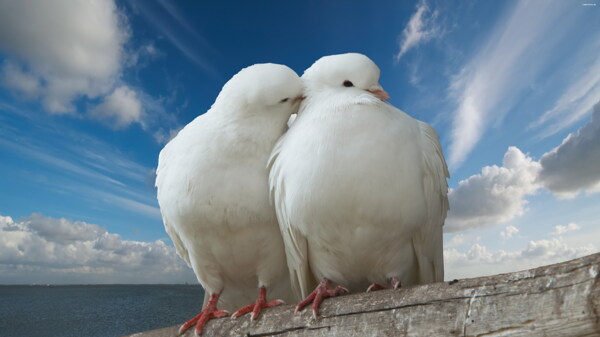 两只白色和平鸽
