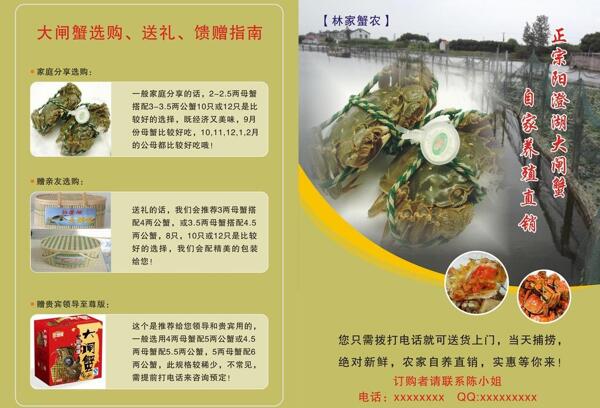 大闸蟹彩页图片