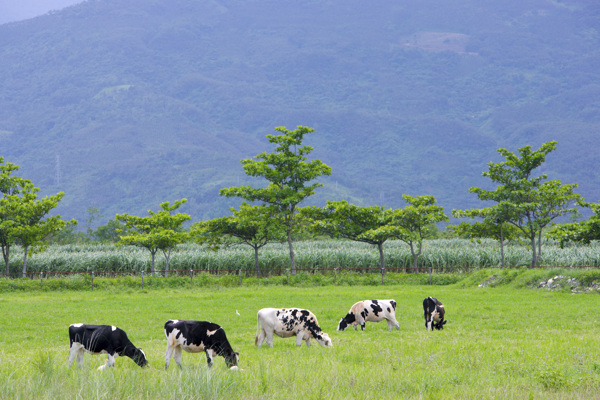 乳牛牧場奶牛牛仔牛厂田园风光户外景色