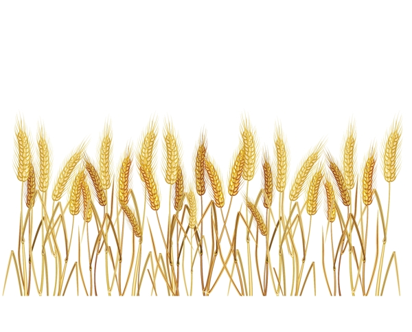 金色麦穗小麦图片