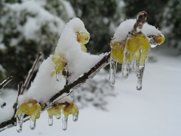 雪中腊梅图片