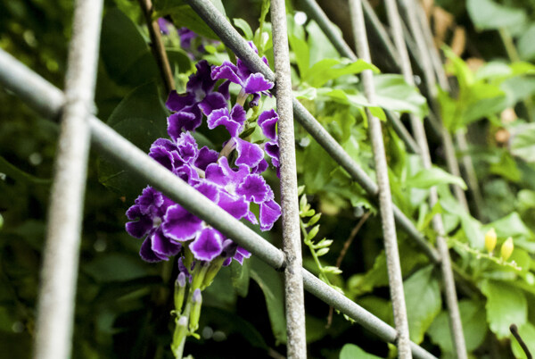 春夏紫色花朵开放