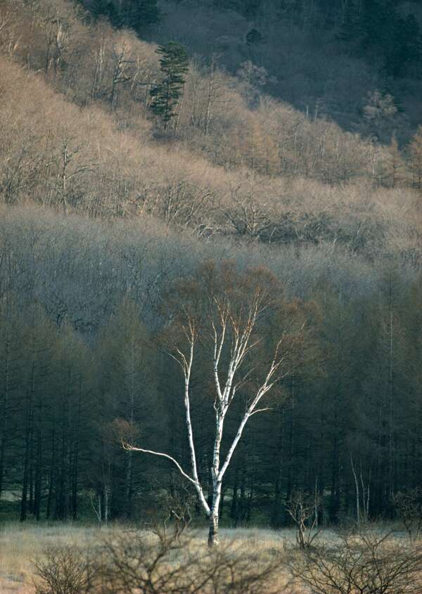 漂亮的山水剪影图片