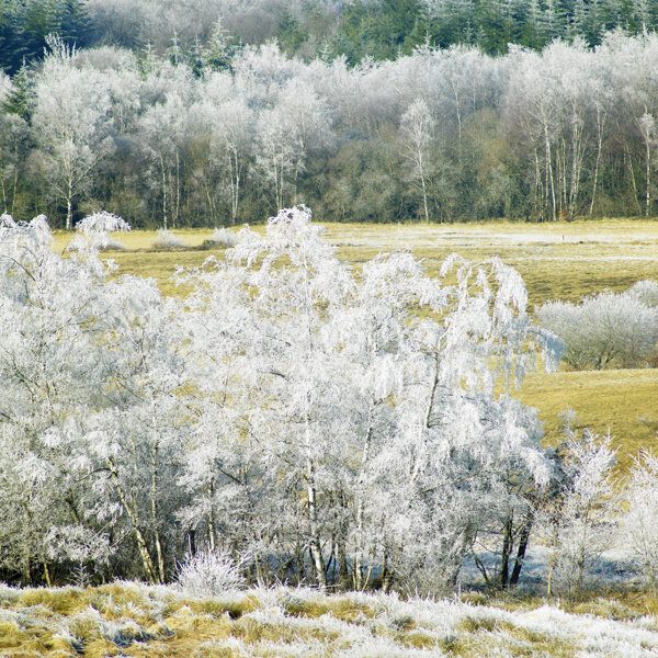 唯美的雪景