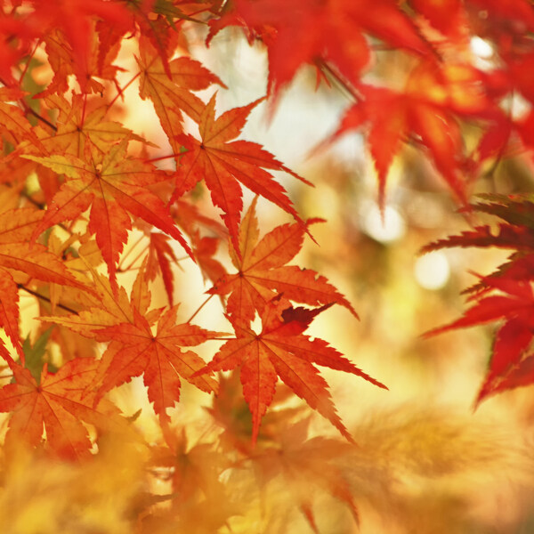 秋天枫叶背景