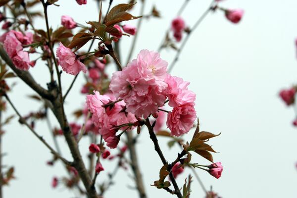 樱花图片