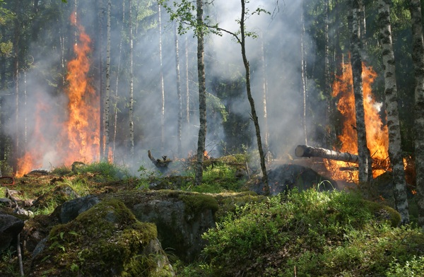 森林火灾图片