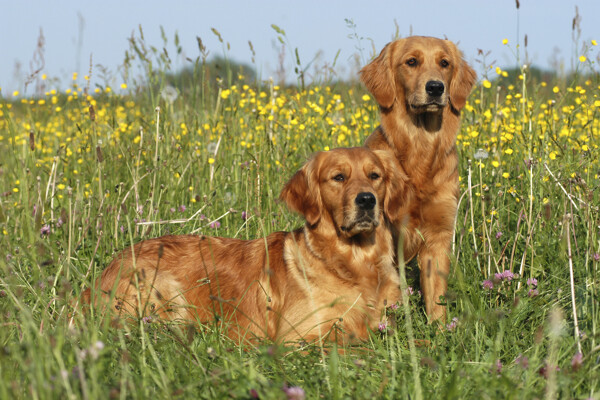 花丛中的两只宠物狗