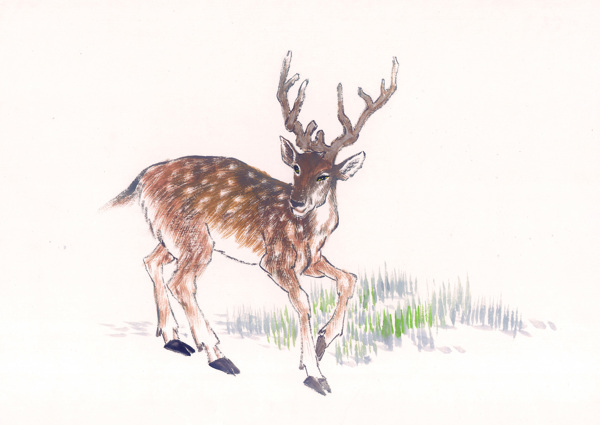 鹿插画素材图片