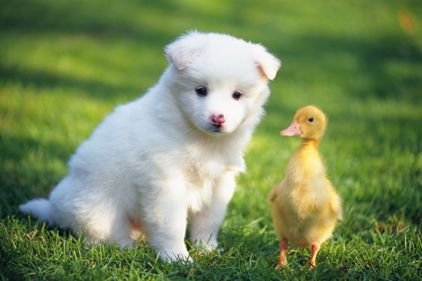 草地上的小狗与小鸭子