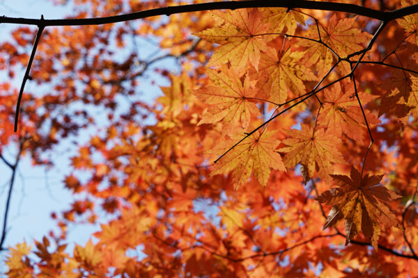 秋天山里火红的枫叶枝叶图片