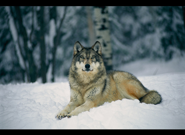 雪中的精灵狼图片