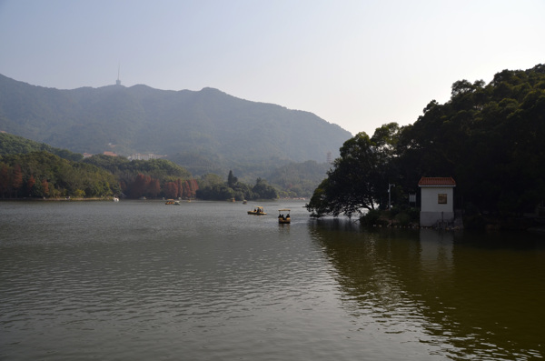 仙湖植物园图片