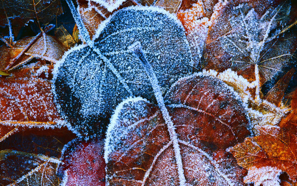 树叶下霜背景图片素材