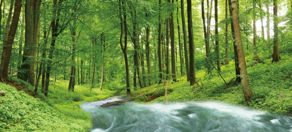 森林流水图片