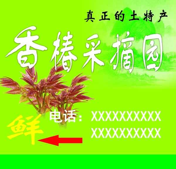 香椿图片