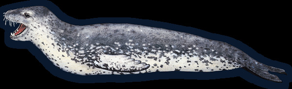 手绘张着嘴巴的海豹免抠png透明图层素材