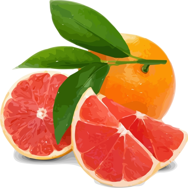 西柚橙子水果素材插画手绘