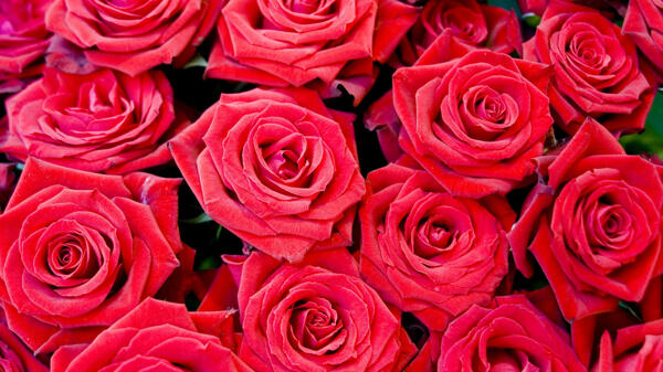 浪漫红色玫瑰花背景图片