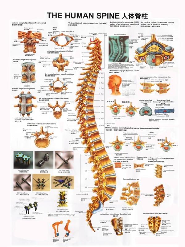 脊柱挂图