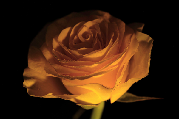 一支黄色玫瑰花图片