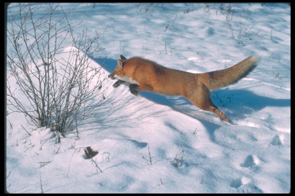 雪地奔跑的狐狸图片
